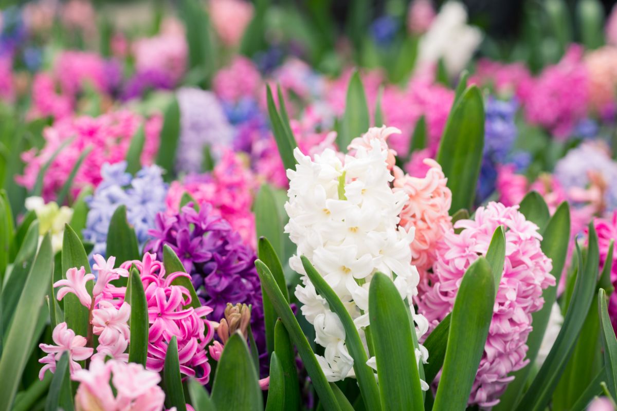 Spring-blooming hyacinths in a grouped planting