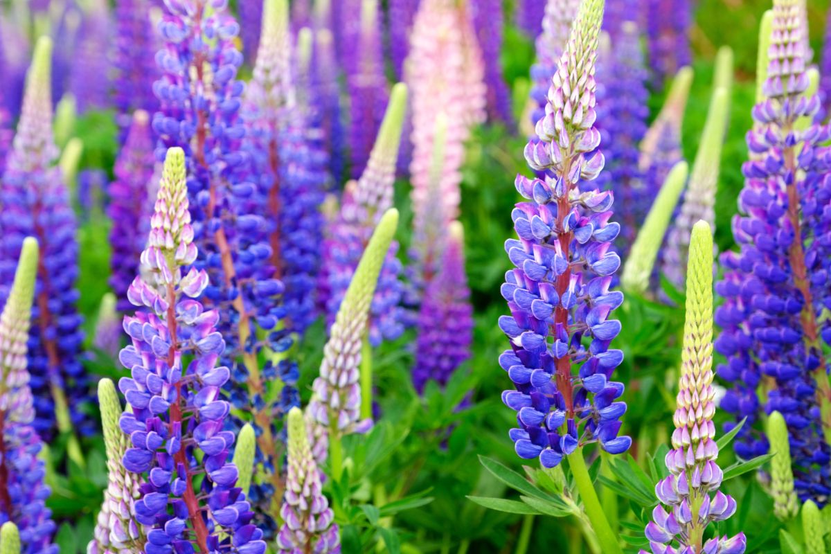Flowering lupine plants in pink, blue, and purple