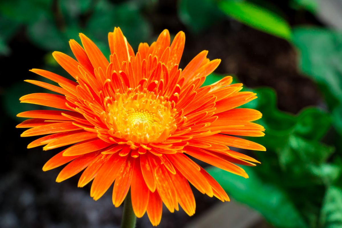 Closeup of a bright orange Gerber daisy flower