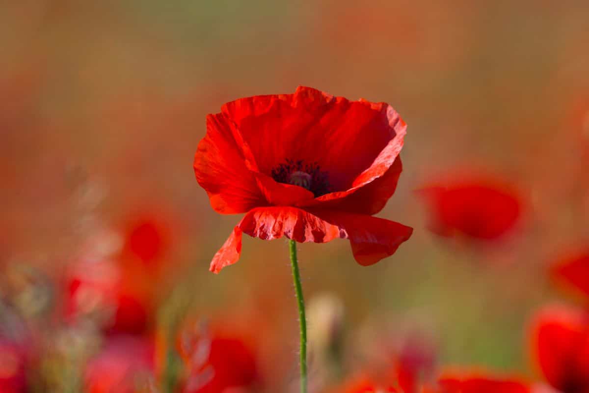 A single red poppy flower in focus against a blurred background of poppy flowers