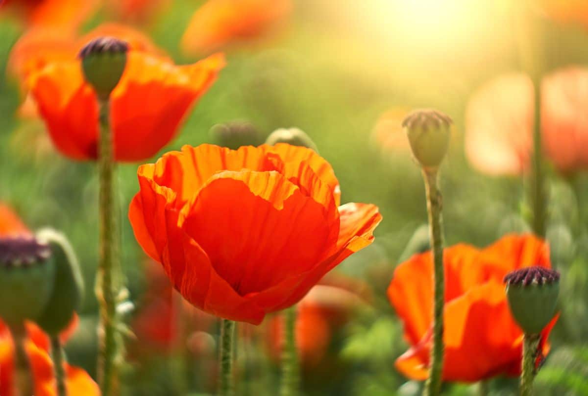 Close-shot of blooming orange poppies