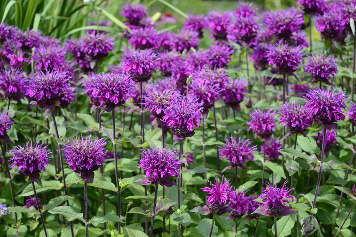 Beatiful purple bloomed bee balms