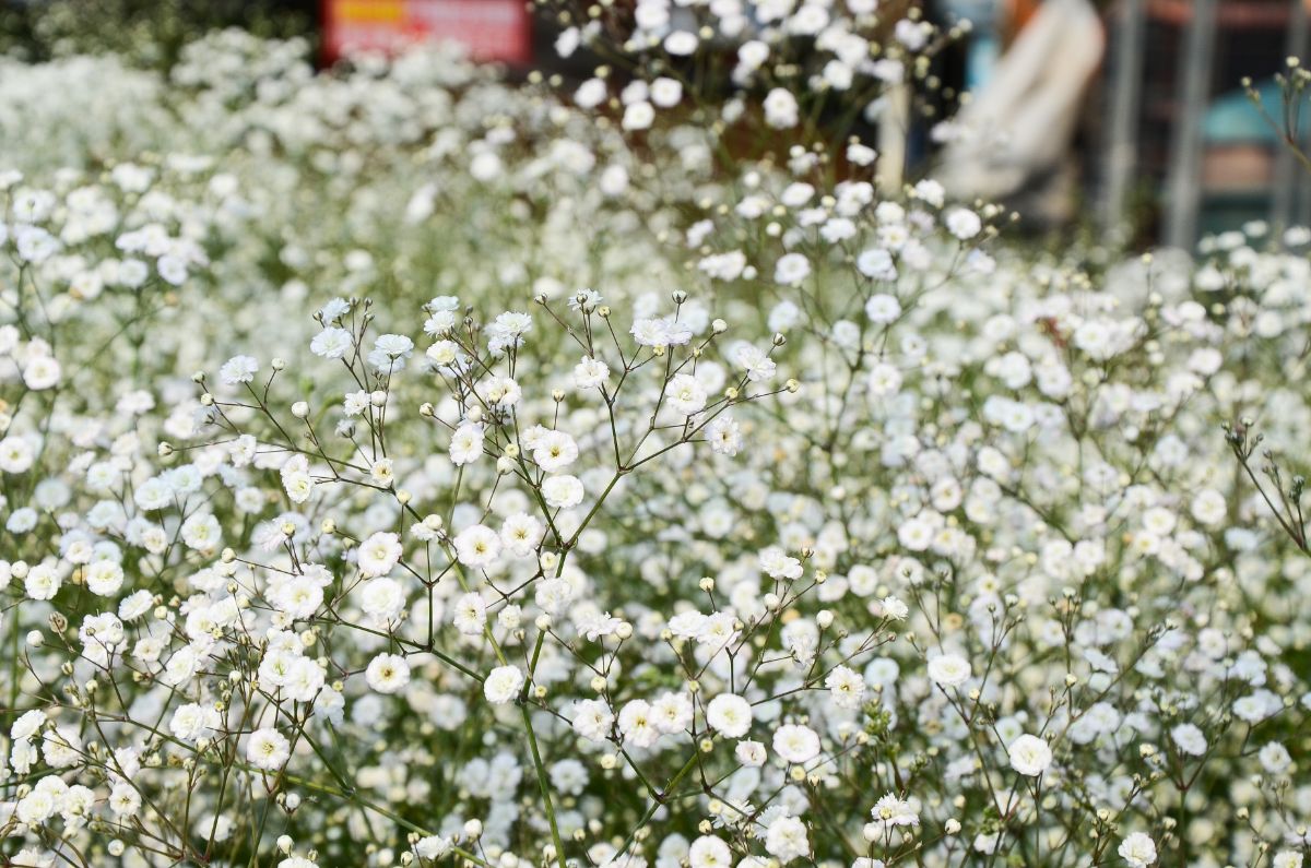 Closeup of wiry-stemmed, white-flowered baby's breath