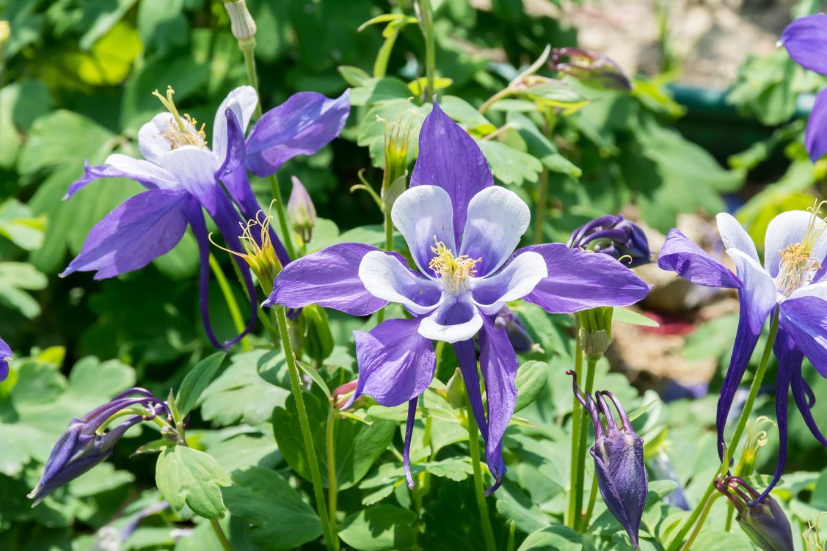 Closeup of purple columbine flowers