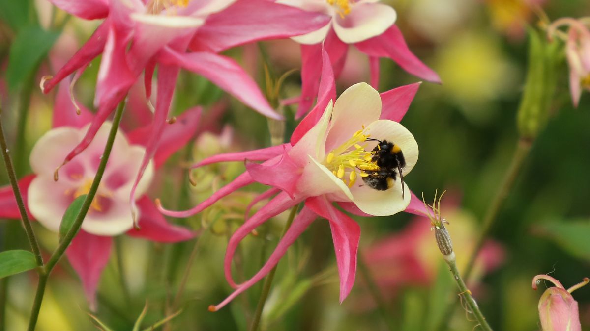 A bee collecting pollen from a pink and white columbine flower
