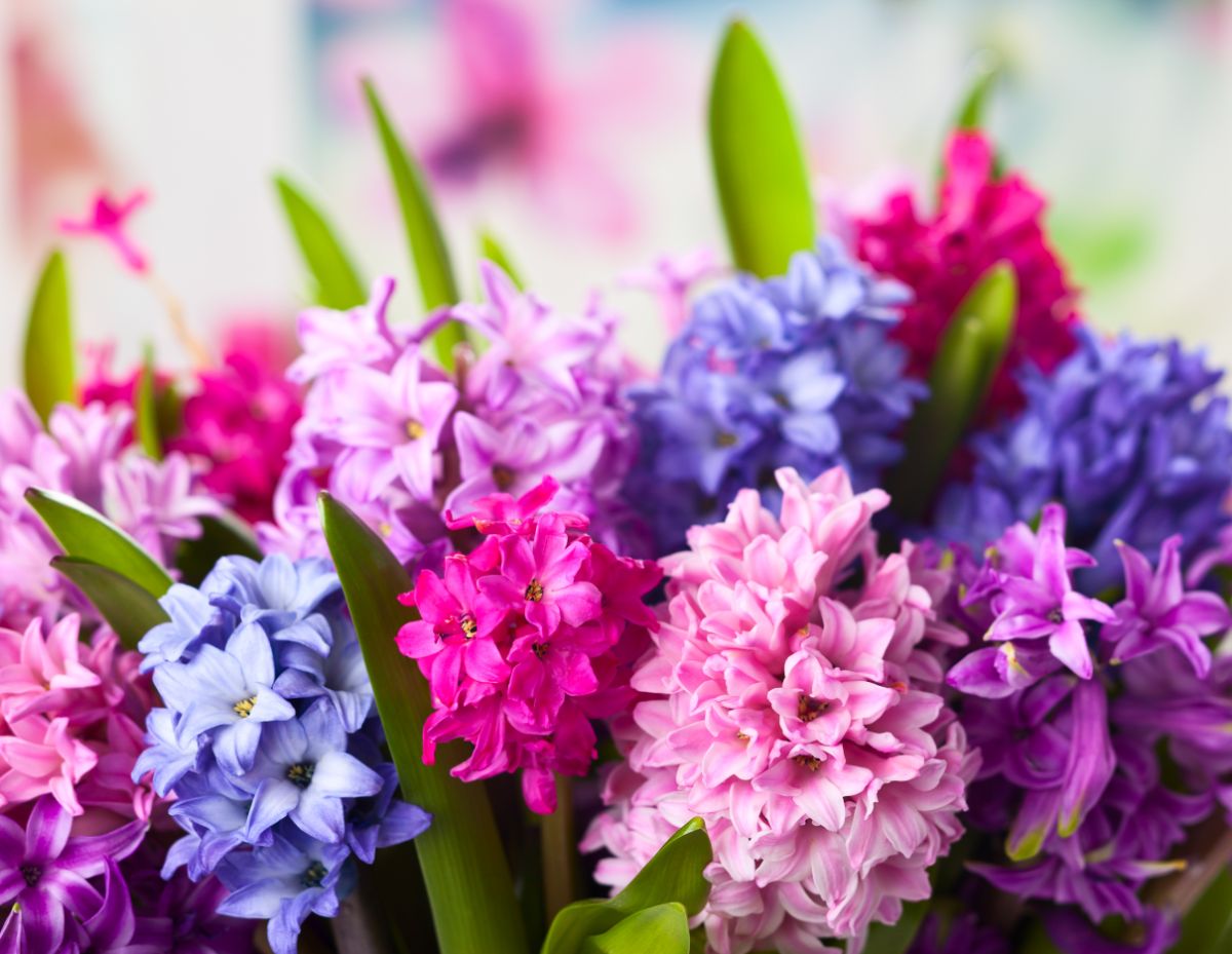 A bouquet of hyacinth flowers in pink, purple, and blue