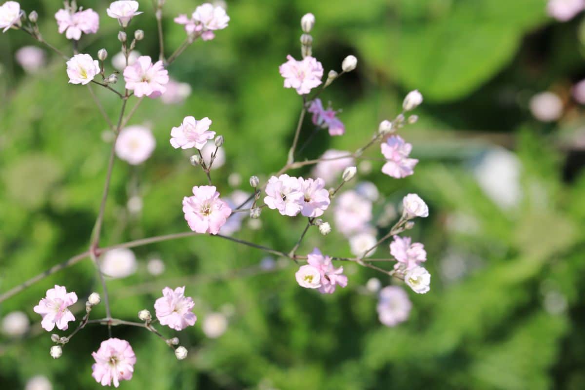 Tiny whitish-pink baby's breath flowers in focus