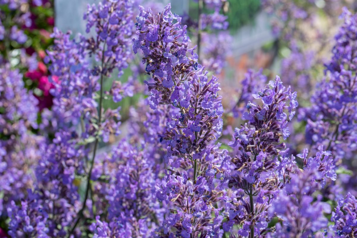 Full blooming heads of catmint in a light purple color