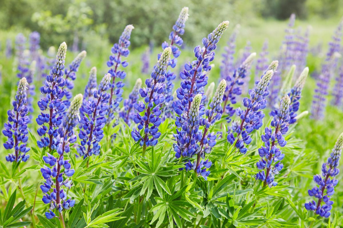 Purple perennial lupine in bloom