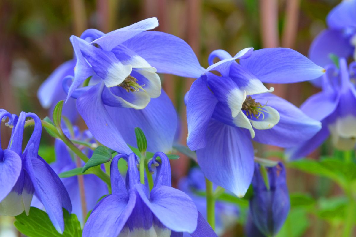Blue columbine flowers up close