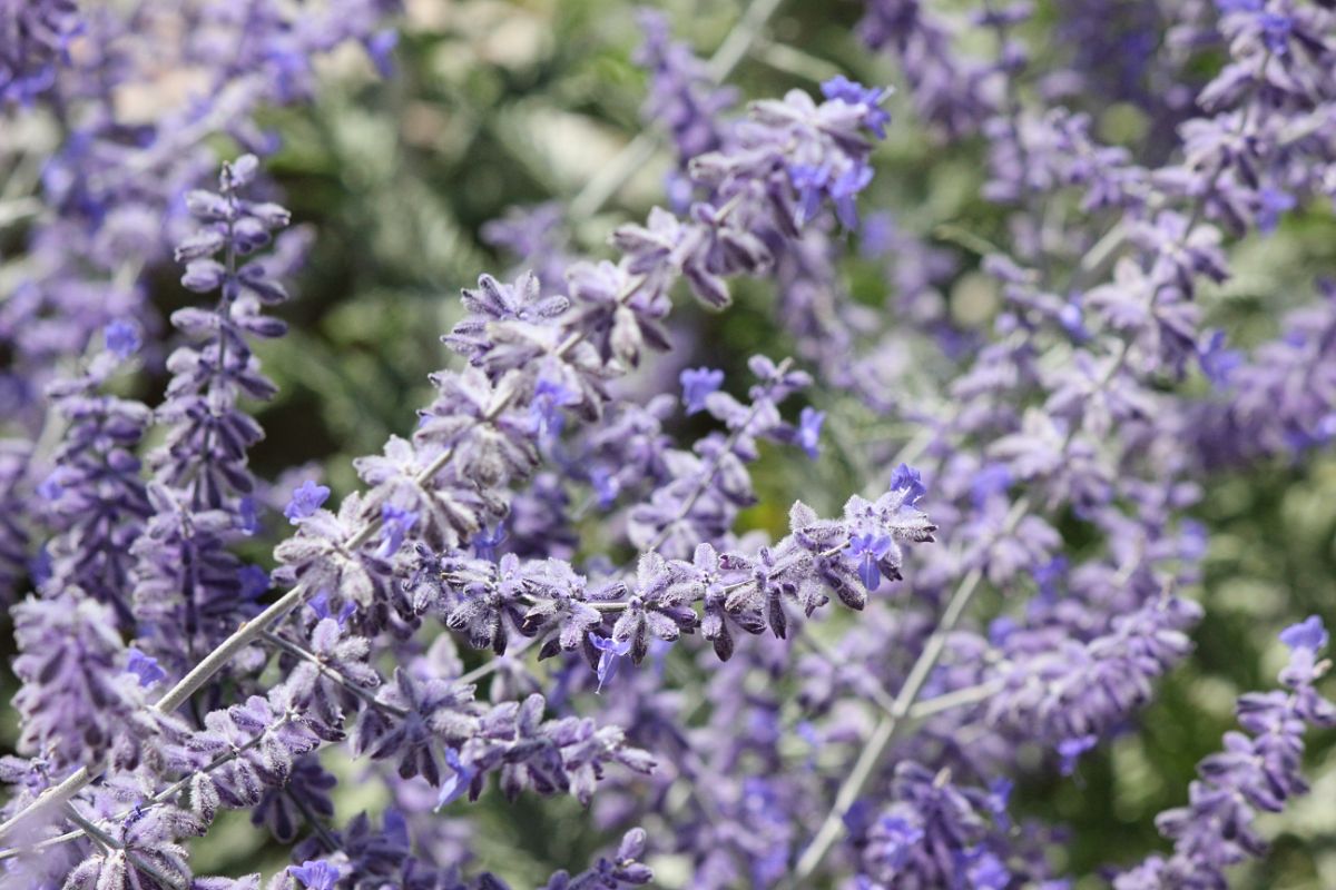 Fully blossoming purple Russian sage