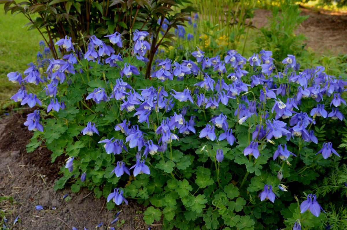 A tailored planting of periwinkle-colored columbine