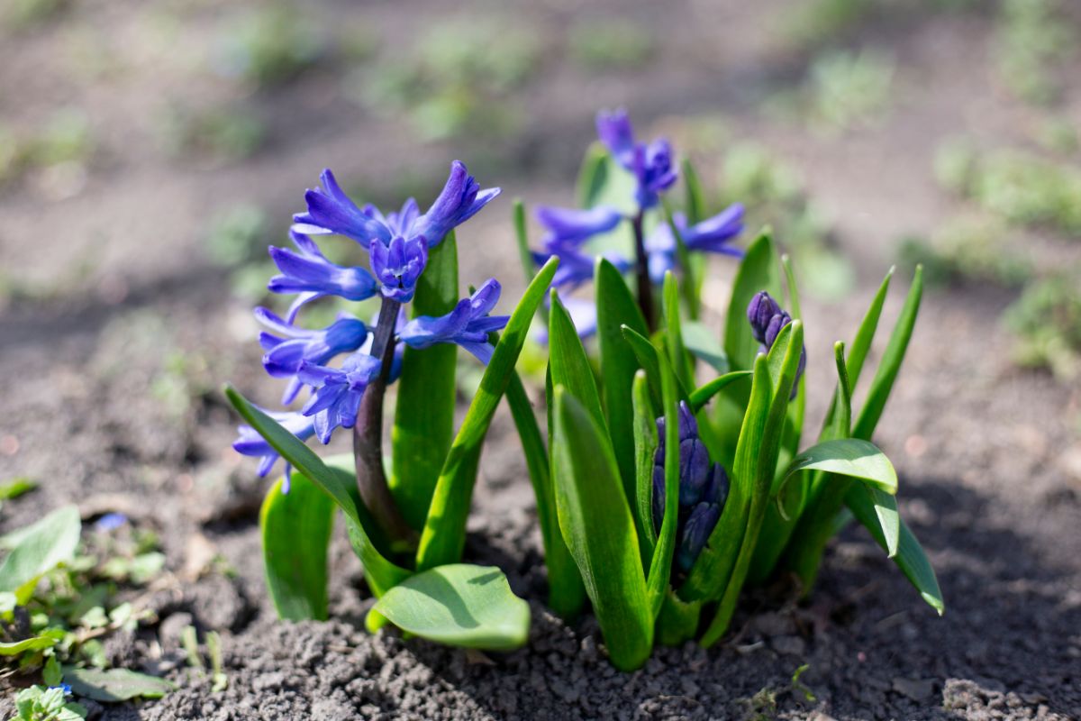 Hyacinth flowers beginning to die back