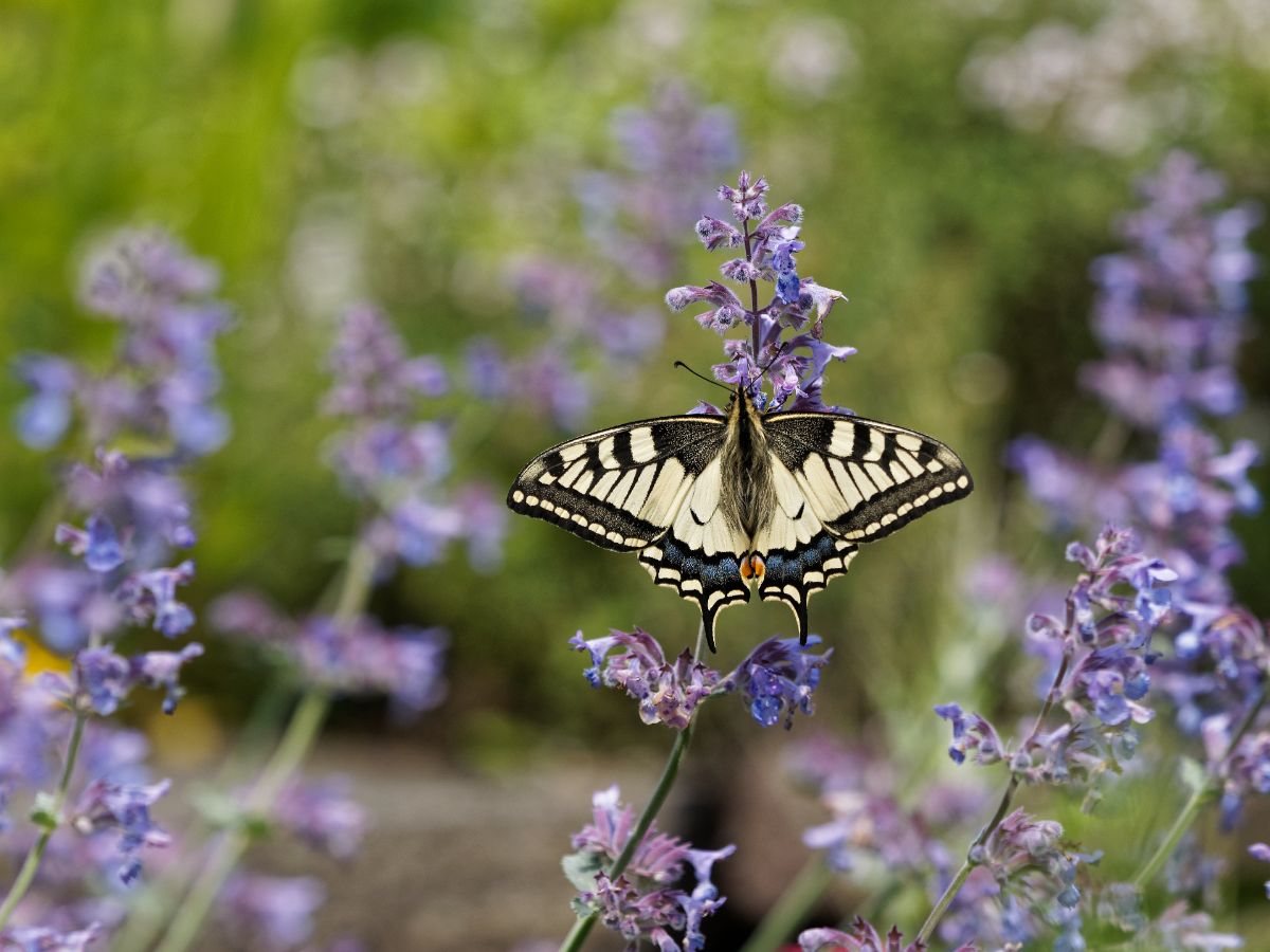 A swallowtail butterfly feeding on catmint flowers