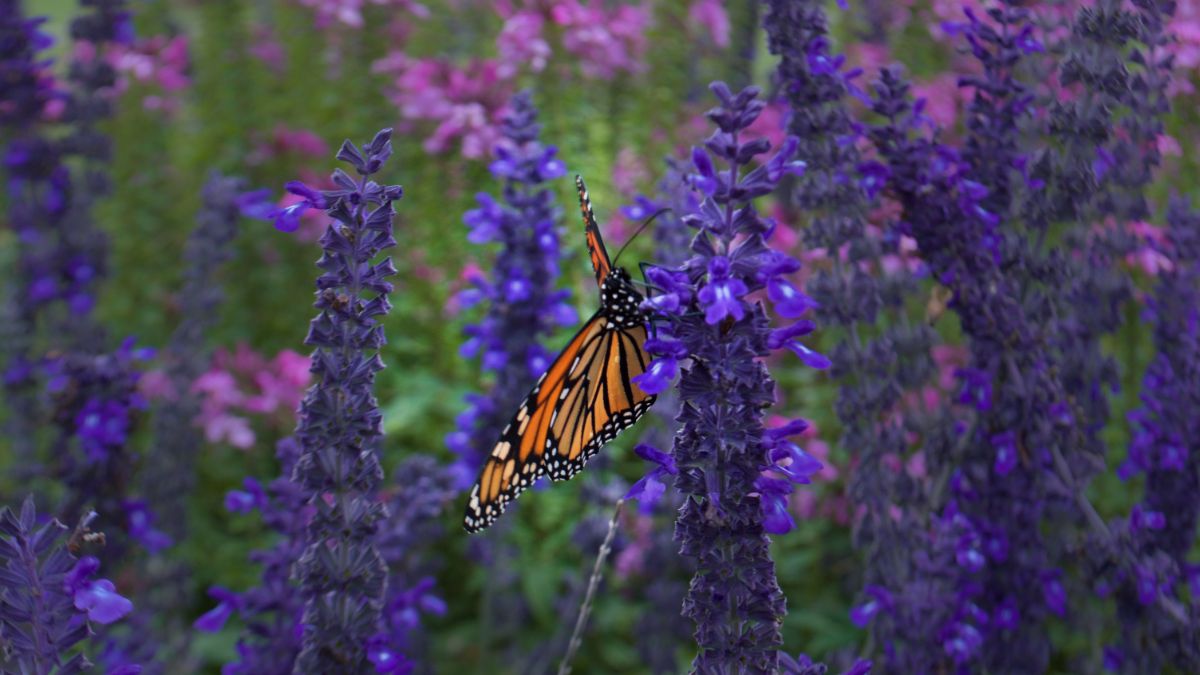 monarch butterfly on a tall purple flower spike