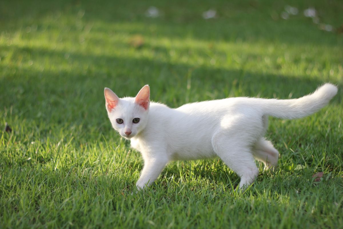 A young white cat walking across a lawn
