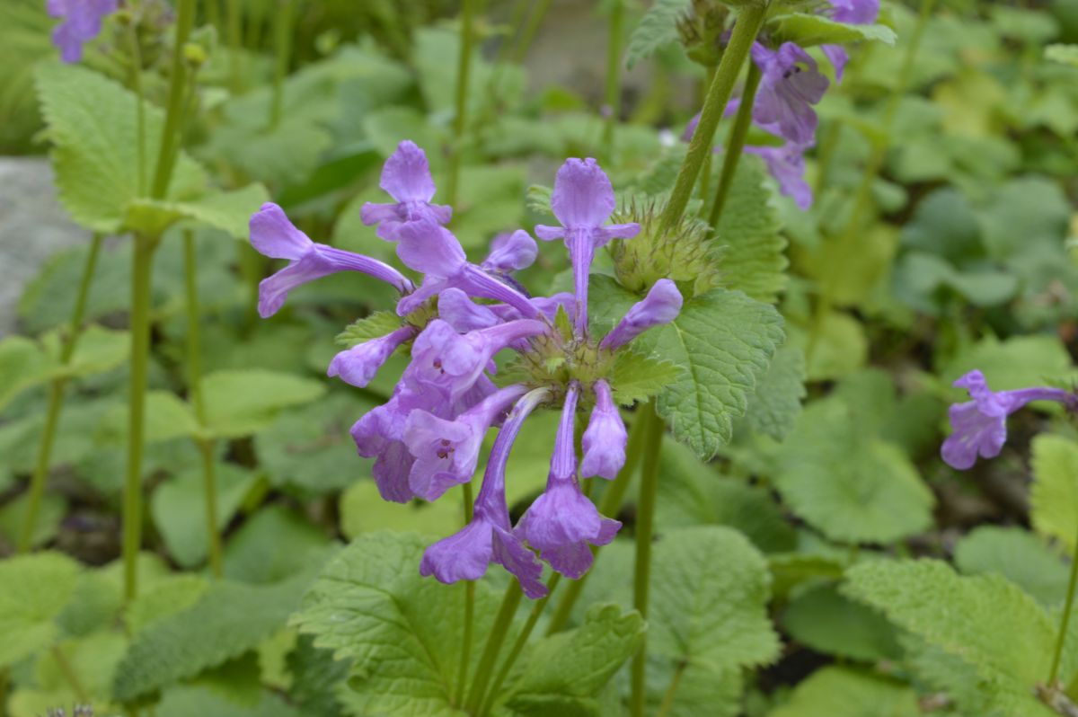 Closeup of a stalk of purple blooming catmint flowers against green foliage
