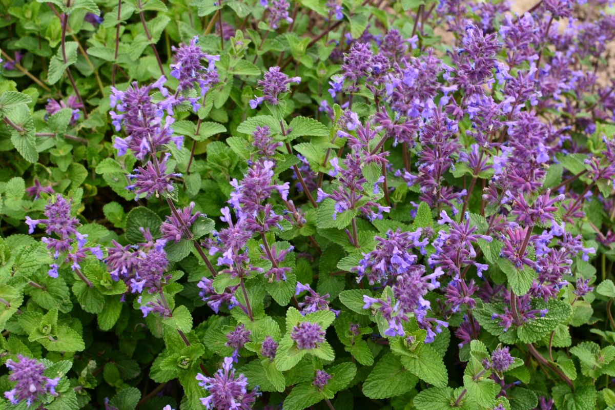 A planting of catmint showing typical mint-like leaves and purple flowers