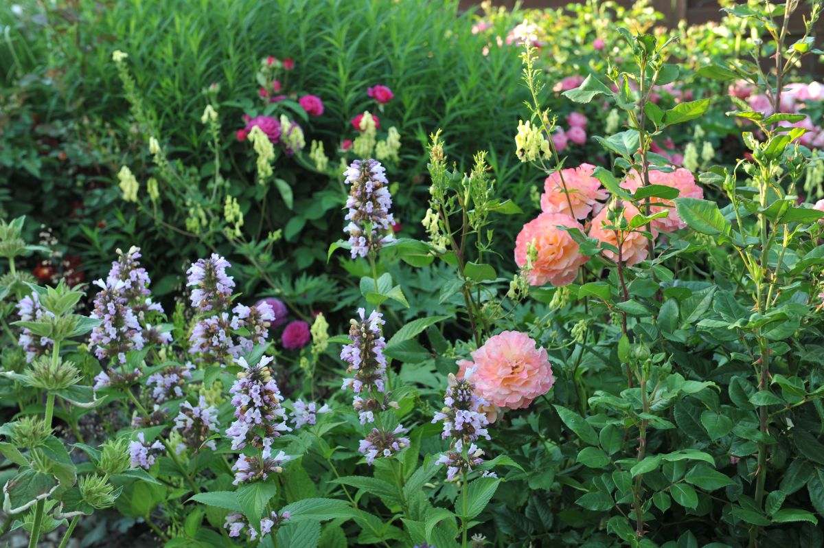 Catmint planted with roses to fill in the area and deter pests