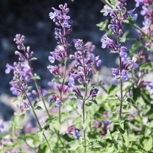 Blooming purple catmint