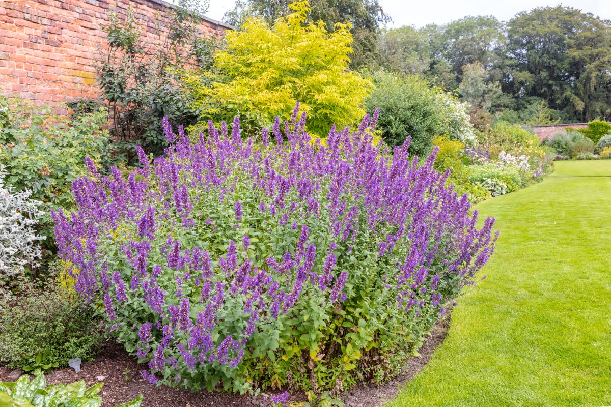 A nicely rounded and trimmed catmint plant in a perennial border garden