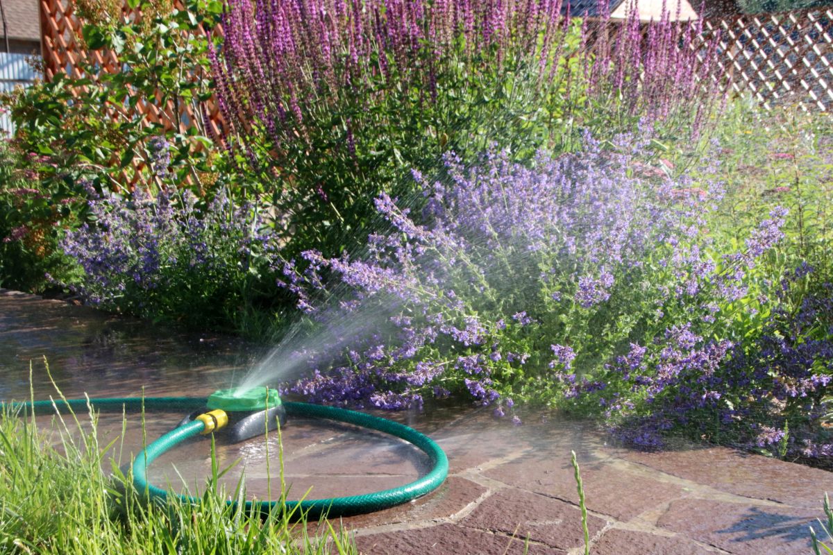 A hose left on the ground spraying onto a catmint plant