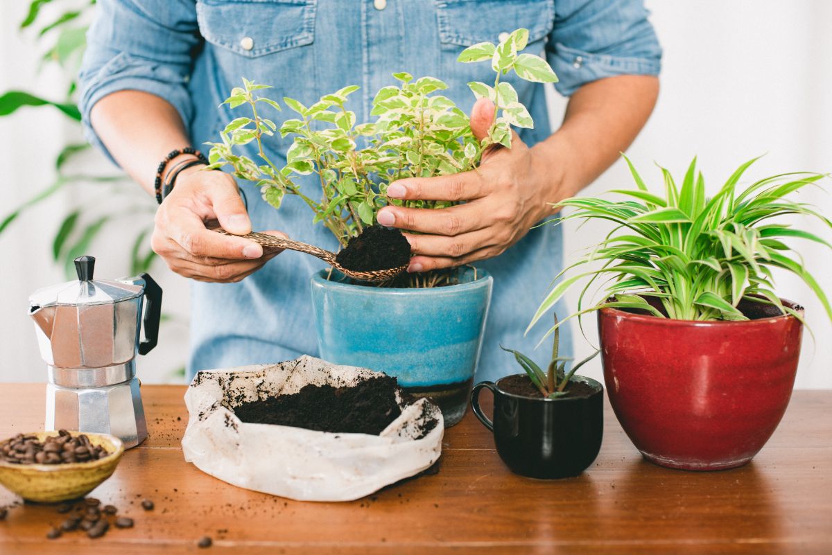 A gardener holding a spoonful of coffee grounds to fertilize a potted plant
