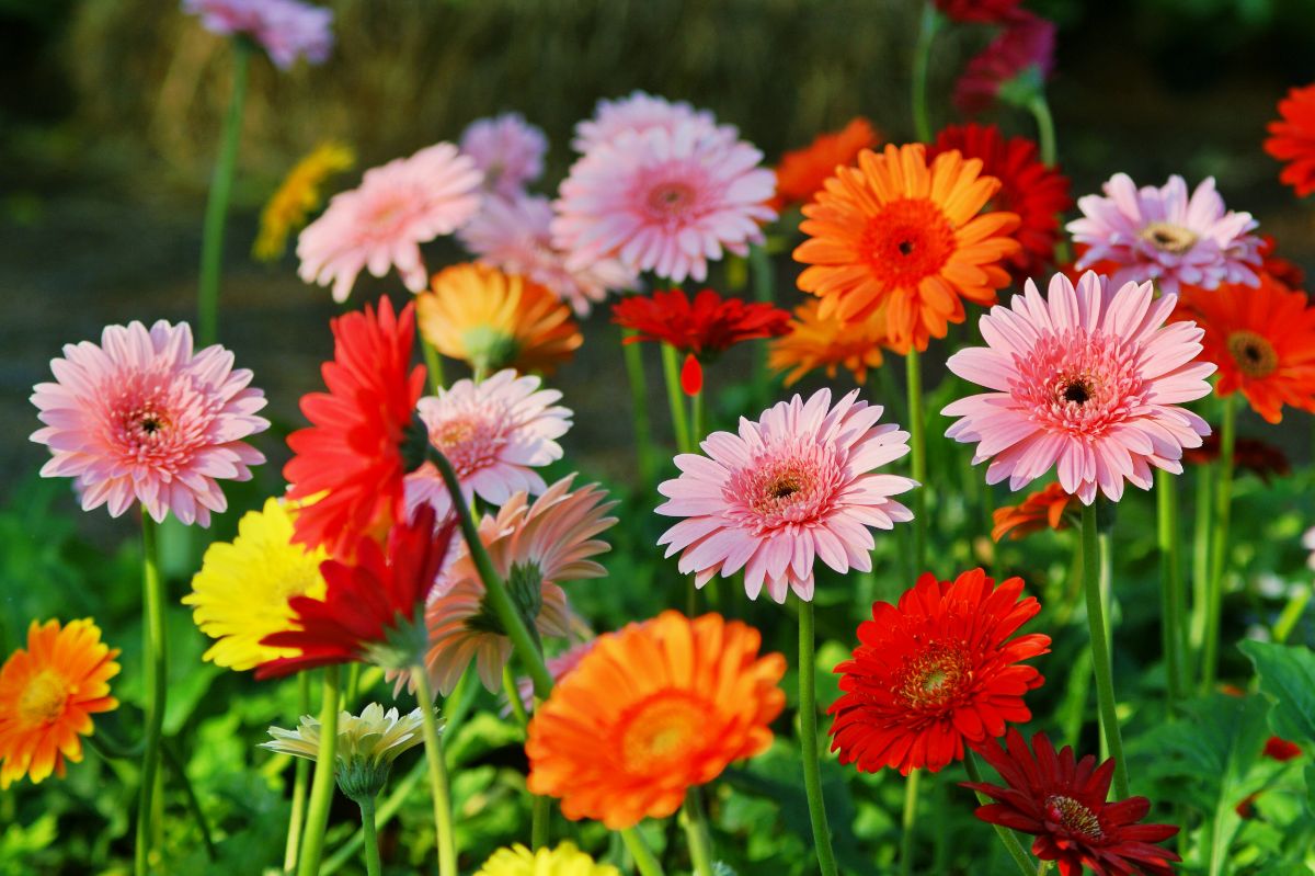 Bright, colorful Gerbera daisies in a variety of red, orange, and pink shades
