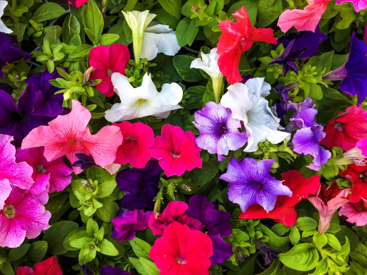 Beatiful bloomed petunias in different colors
