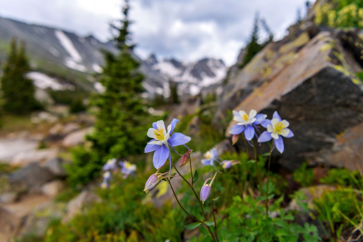 Light periwinkle blue columbine flower with white and yellow centers