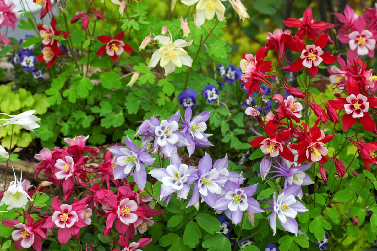 Mixed planting of densely-grown columbines in a variety of colors
