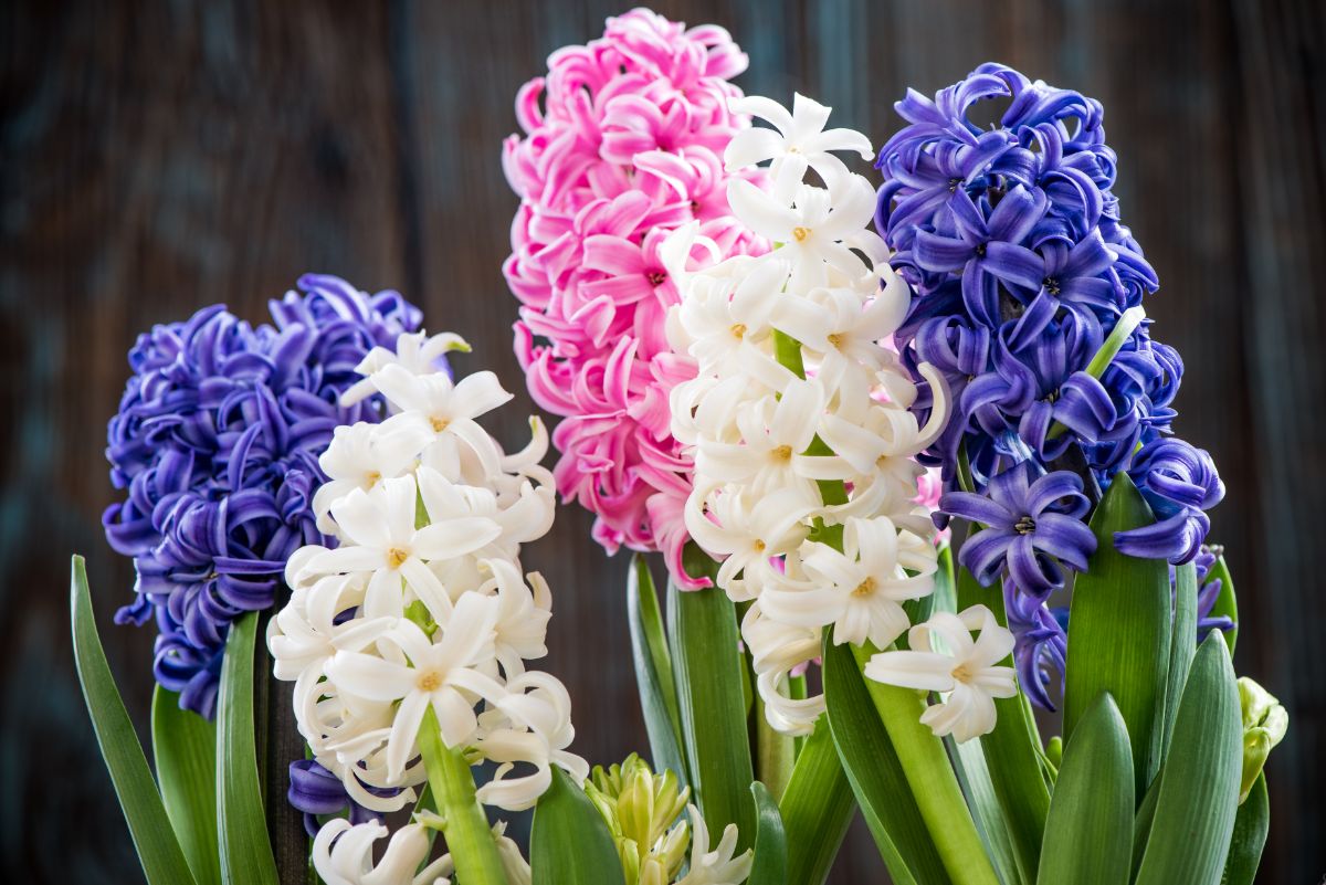 Pink, white, and blue hyacinths planted together