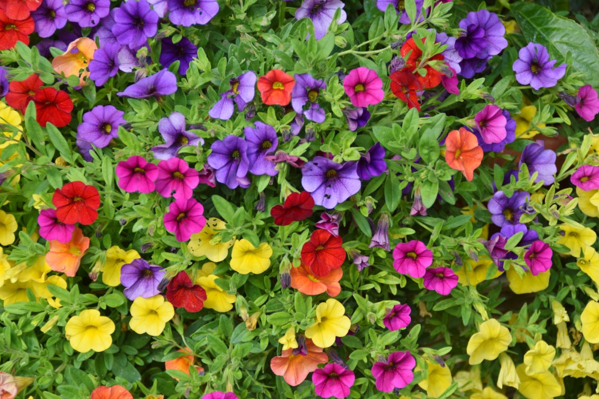 multi-colored petunias in bloom