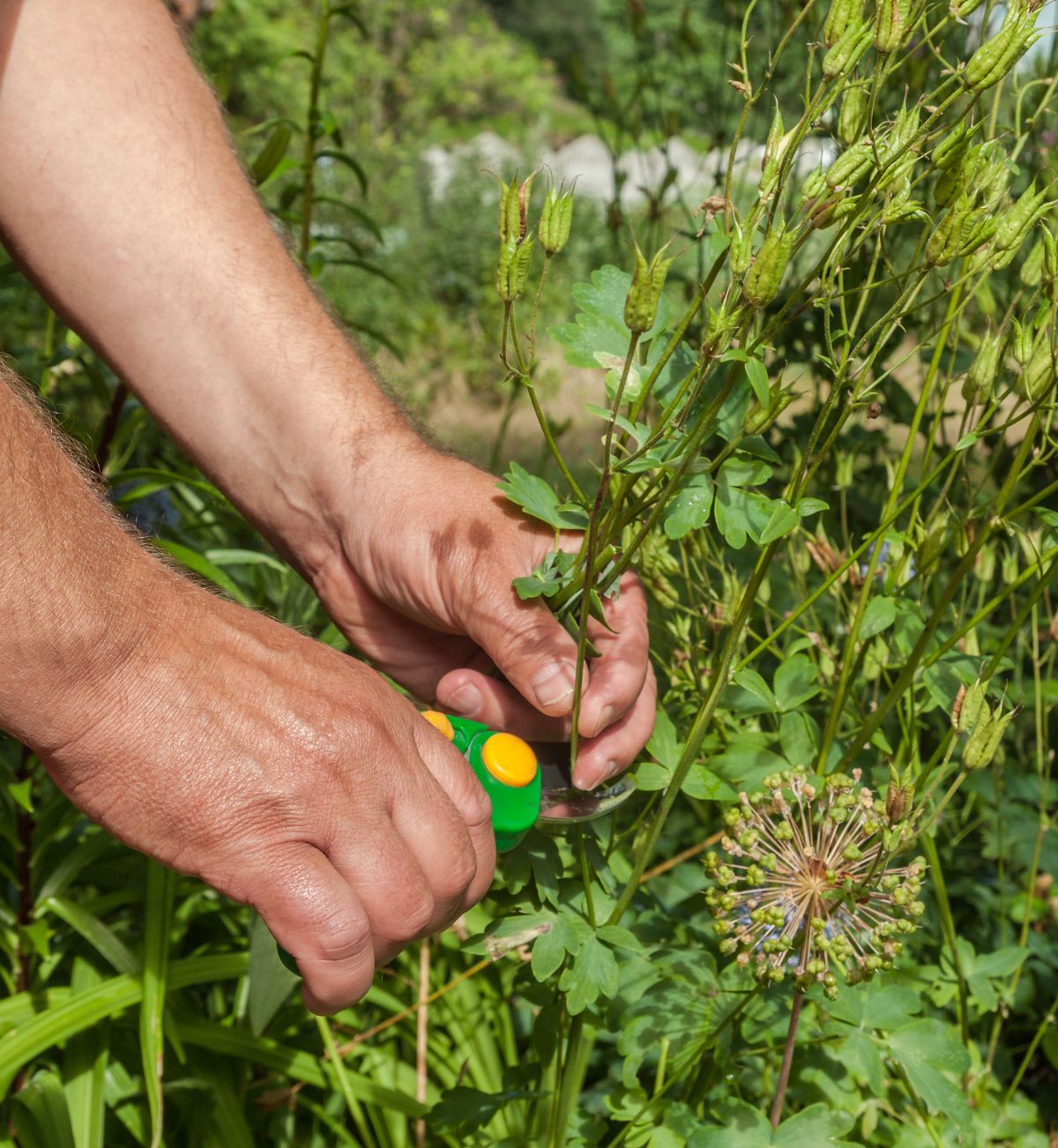 Gardener pruning spent columbines