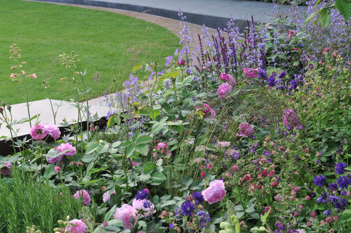 A mixed perennial planting of columbines and perennials