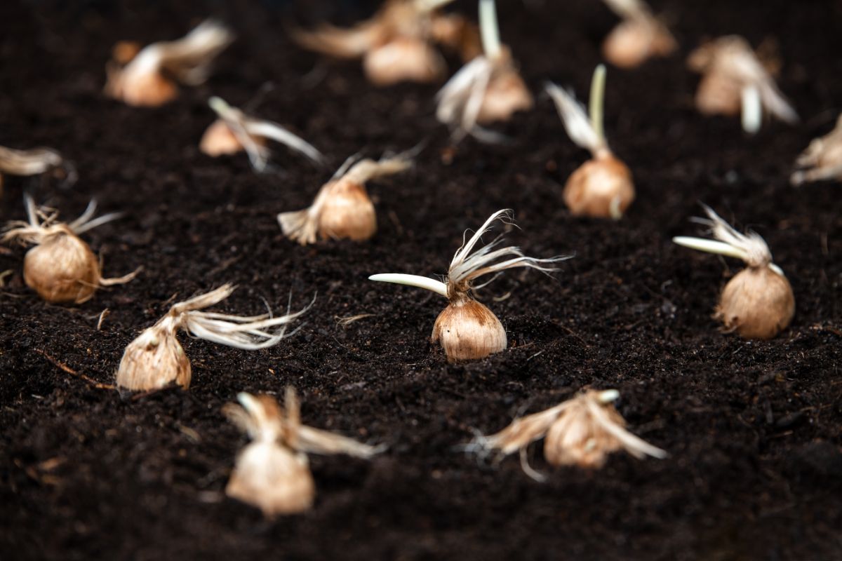 Crocus bulbs laid out in soil for planting