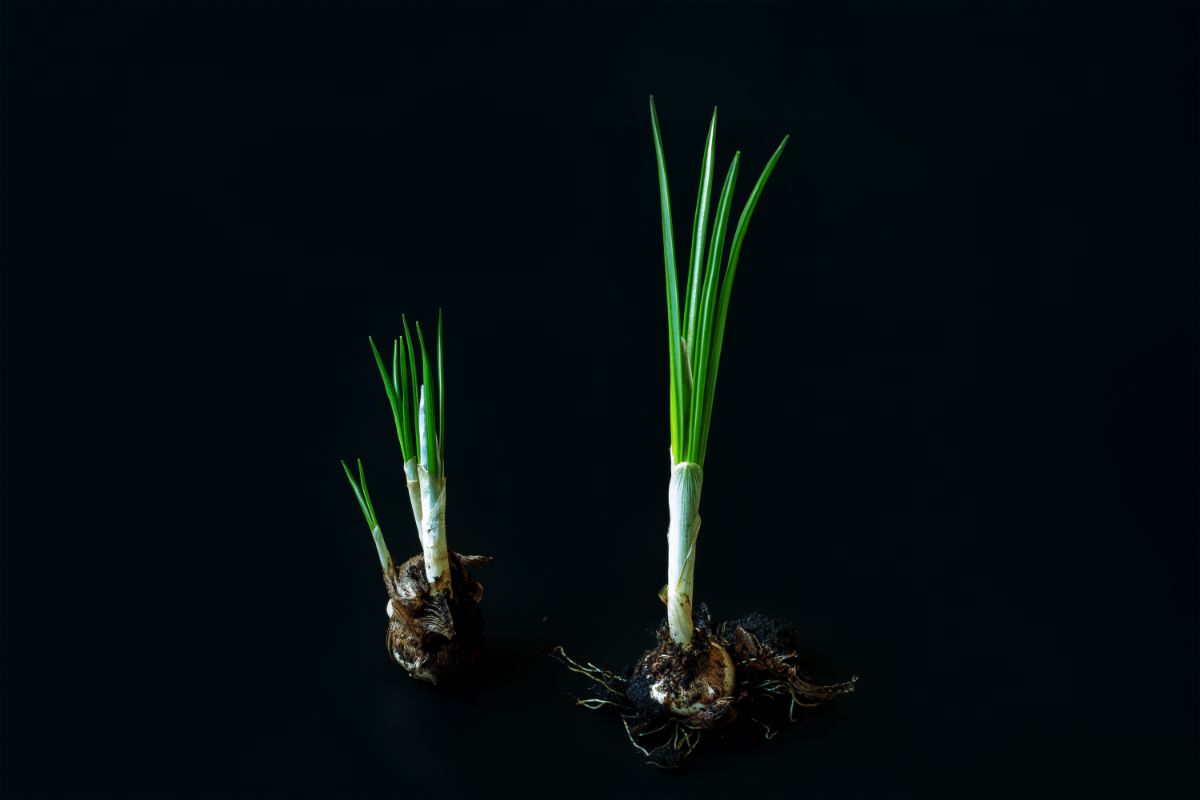 Sprouted crocus corms