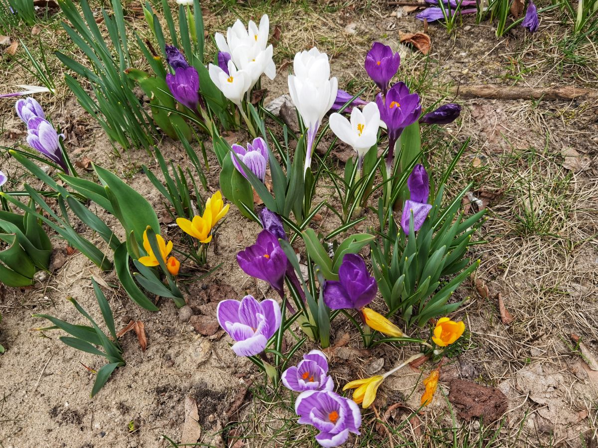 Crocuses growing among daffodils and tulips