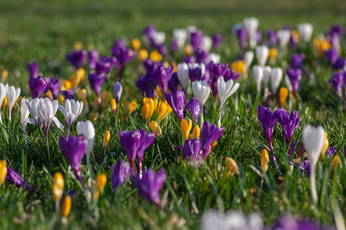 multi-colored blossoms of crocuses