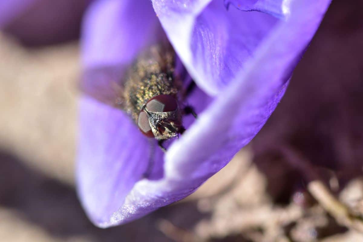 A bee collecting pollen inside a purple crocus flower