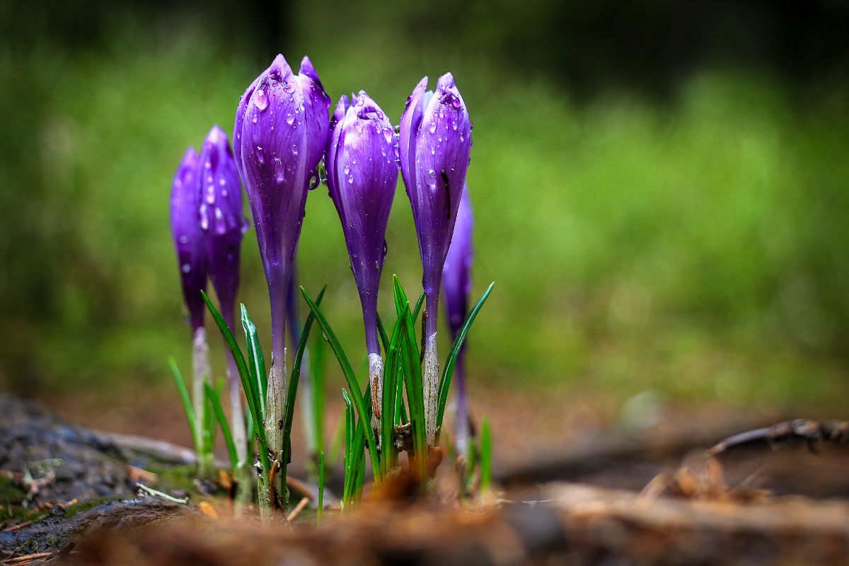 Purple crocus flowers just starting to blossom