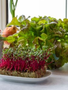 cropped-5-small-herbs-plate.jpg