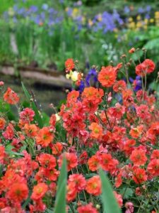 Red perennial flowers in garden
