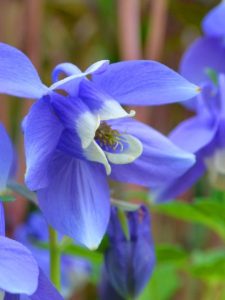 cropped-blue-blooming-columbines.jpg