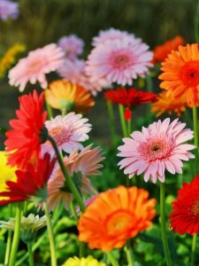 cropped-coloful-gerbera-daisies.jpg