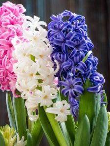 cropped-colorful-hyacinths.jpg
