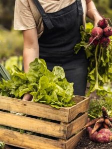 Female farmer holding crafe full of plants and crops, in garden