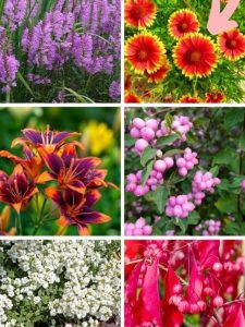 cropped-hardy-perennials-p4.jpg