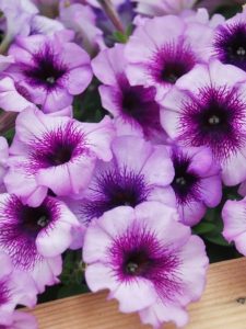Pink bloomed petunias