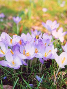 cropped-purple-bloomed-crocuses.jpg